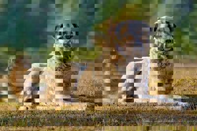 安纳托利亚牧羊犬