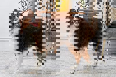 澳大利亚牧羊犬 