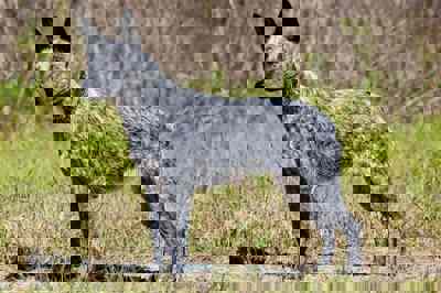 澳洲短尾牧牛犬