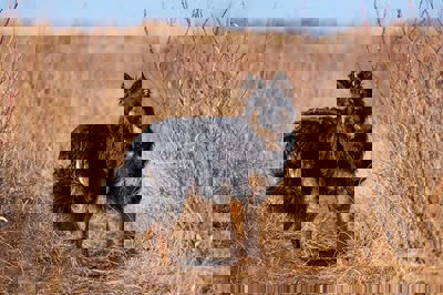 波西米亚牧羊犬