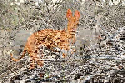 艾特拉科尼克犬