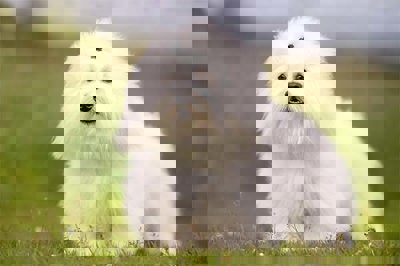 图莱亚尔绒毛犬