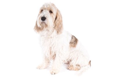 大型旺代长卷毛矮腿猎犬