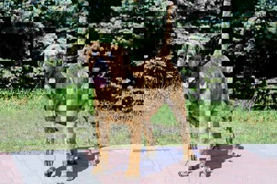 普雷萨加纳利犬