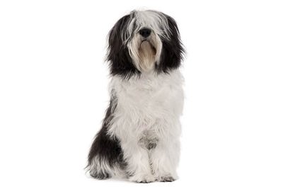 波兰低地牧羊犬