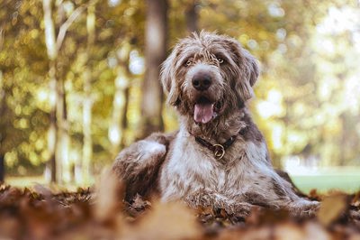 斯洛伐克硬毛指示犬