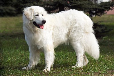 斯洛伐克库瓦克犬